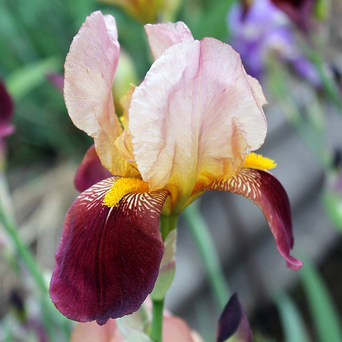 Promesse de Fleurs - Iris germanica Agrippa - Iris des Jardins Godet de 8/9 cm