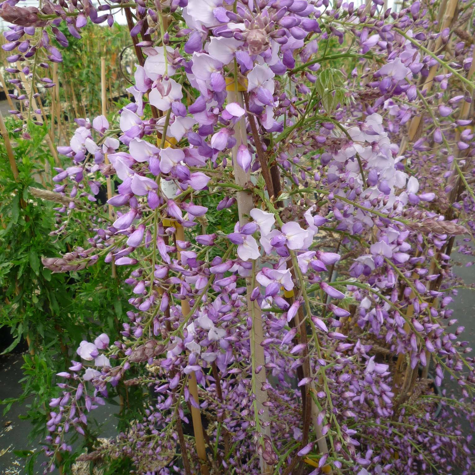 Promesse de Fleurs - Glycine de Chine Caroline - Wisteria sinensis Pot de 2L/3L, Plant greffé de + de 18 mois