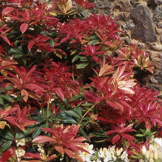 Promesse de Fleurs - Andromède de Formose - Pieris formosa var. forrestii Pot de 4L/5L - Image 1