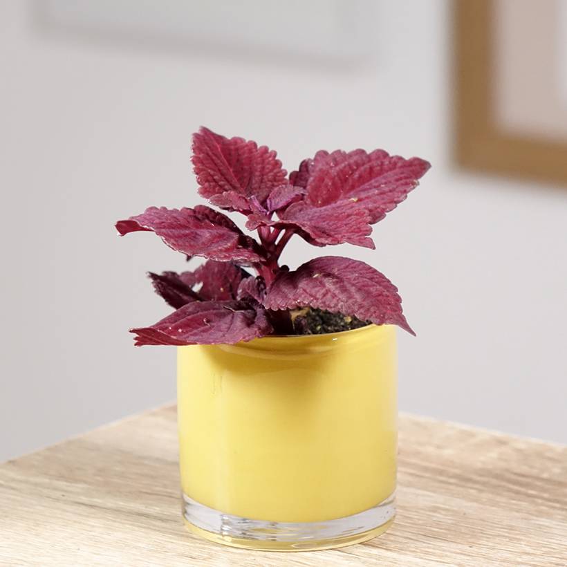 Promesse de Fleurs - Coleus MS Second Street Mini-plante