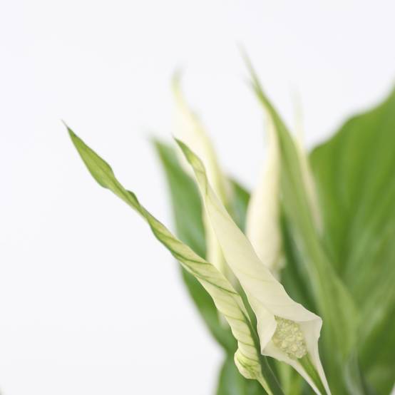Plant In A Box - Fleur de lune - Spathiphyllum 'Torelli' - Hauteur 30-45cm - ⌀12cm - Image 4