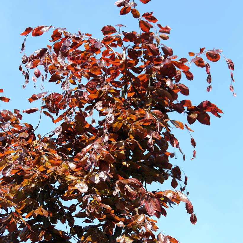Promesse de Fleurs - Fagus sylvatica Swat Magret - Hêtre pourpre Pot de 4L/5L