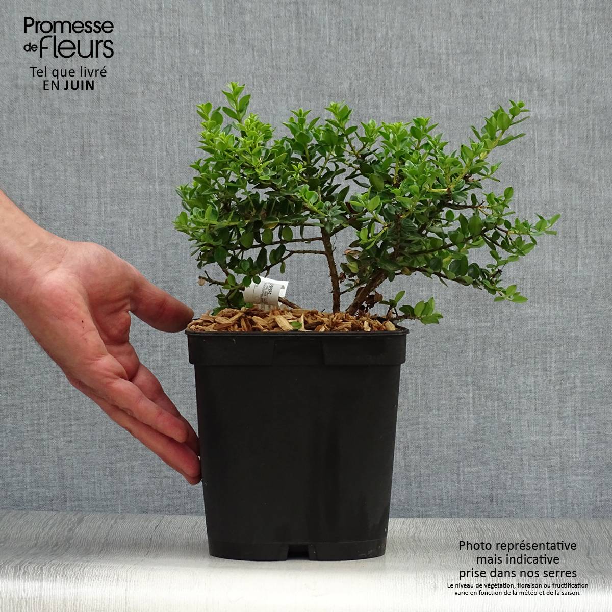 Metrosideros Ferris Wheel Pot de 3L/4L - Image 2