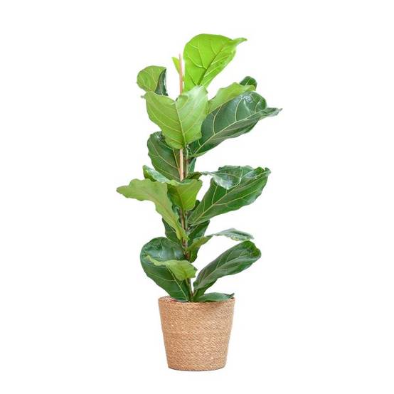 Ficus Lyrata et Son Pot Panier Naturel - H80cm - Image 1