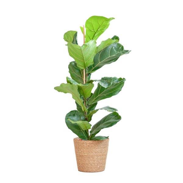 Ficus Lyrata et Son Pot Panier Naturel - H80cm - Image 1