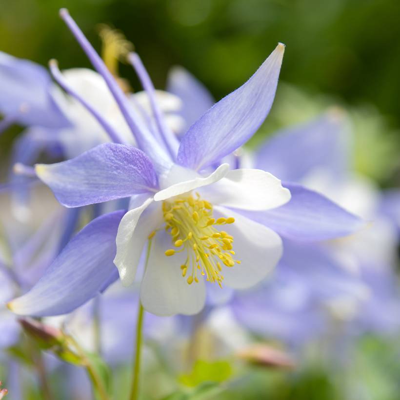 Promesse de Fleurs - Graines d'Ancolie bleue à fleurs précoces - Aquilegia caerulea le sachet de 100 graines environ (0,15g)