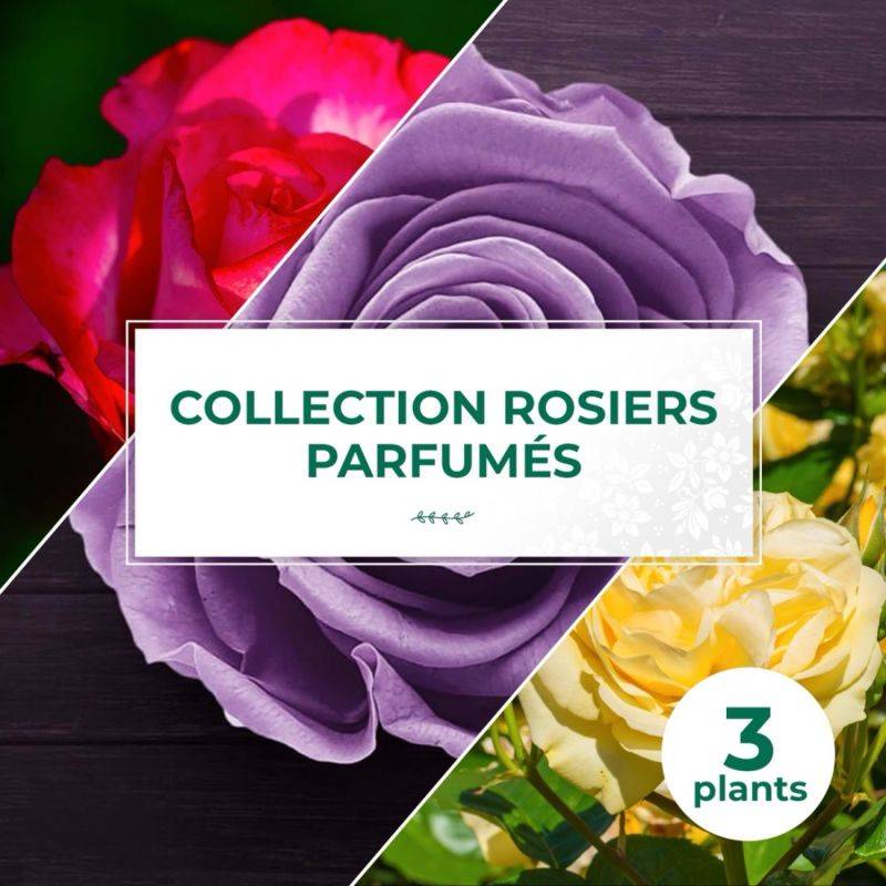 Collection 3 Rosiers parfumés - Racines nues - Pépinières Naudet - Image 1