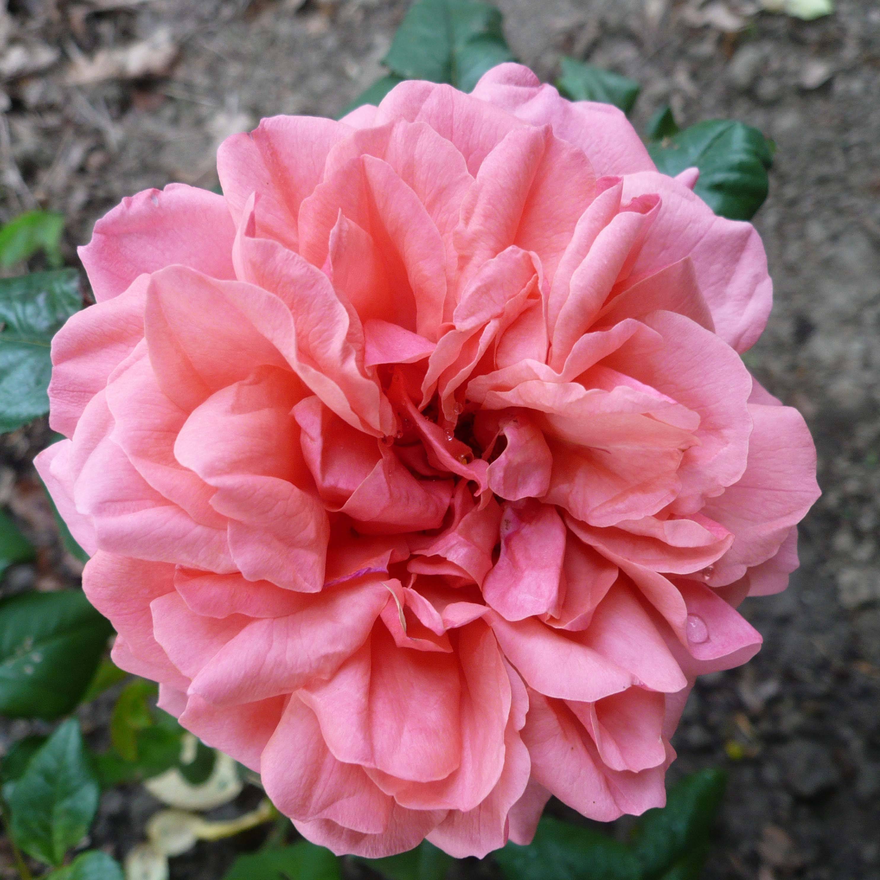 Rosier anglais English Legend Sir Lancelot Pot de 4L/5L