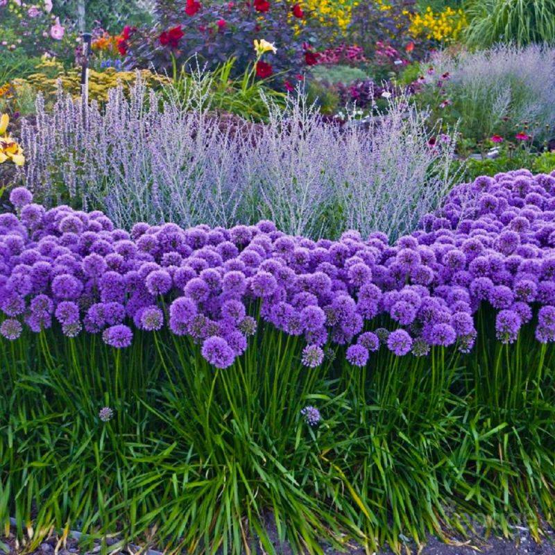 3 Ails d'Ornement (Allium 'Millenium') - Lot de 3 vivaces - Pépinières Naudet - Imagen 1