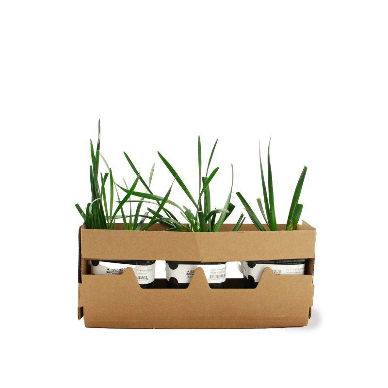 3 Ails d'Ornement (Allium 'Millenium') - Lot de 3 vivaces - Pépinières Naudet - Imagen 4
