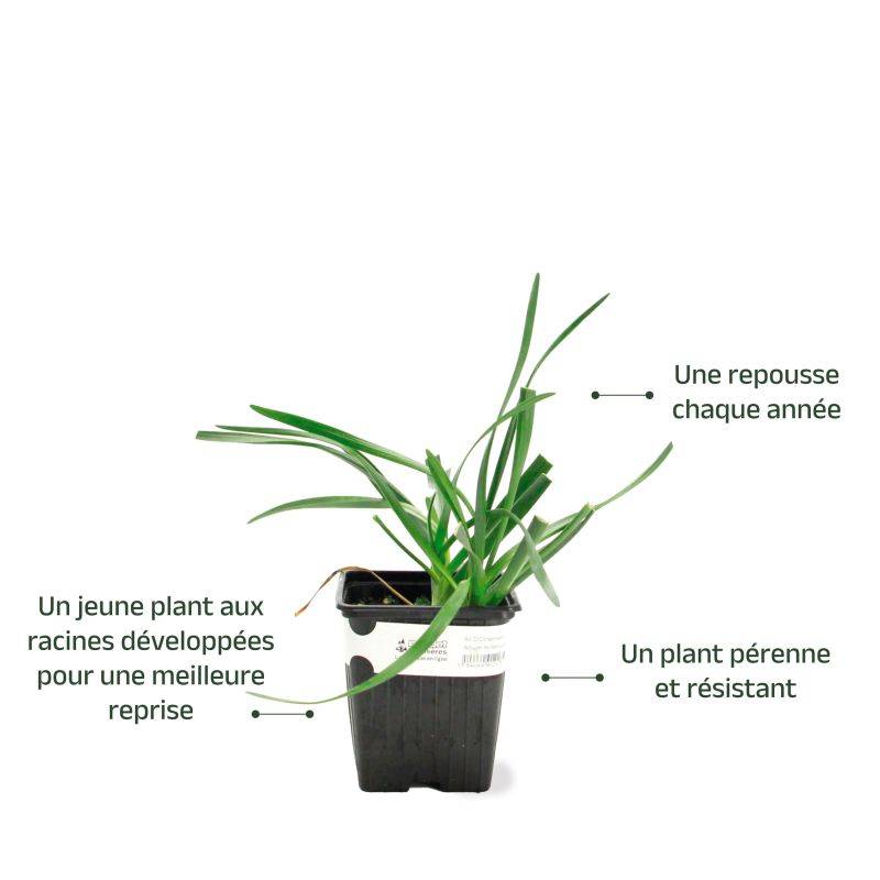 3 Ails d'Ornement (Allium 'Millenium') - Lot de 3 vivaces - Pépinières Naudet - Imagen 3