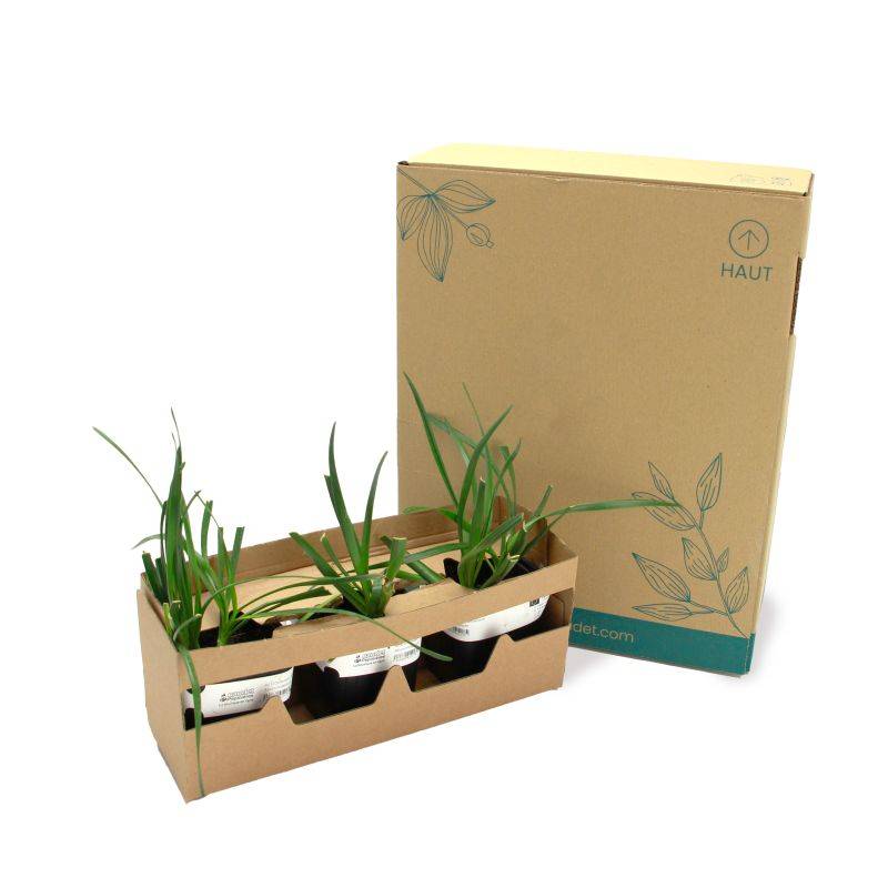 3 Ails d'Ornement (Allium 'Millenium') - Lot de 3 vivaces - Pépinières Naudet - Imagen 5