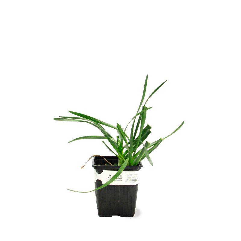 3 Ails d'Ornement (Allium 'Millenium') - Lot de 3 vivaces - Pépinières Naudet - Imagen 2