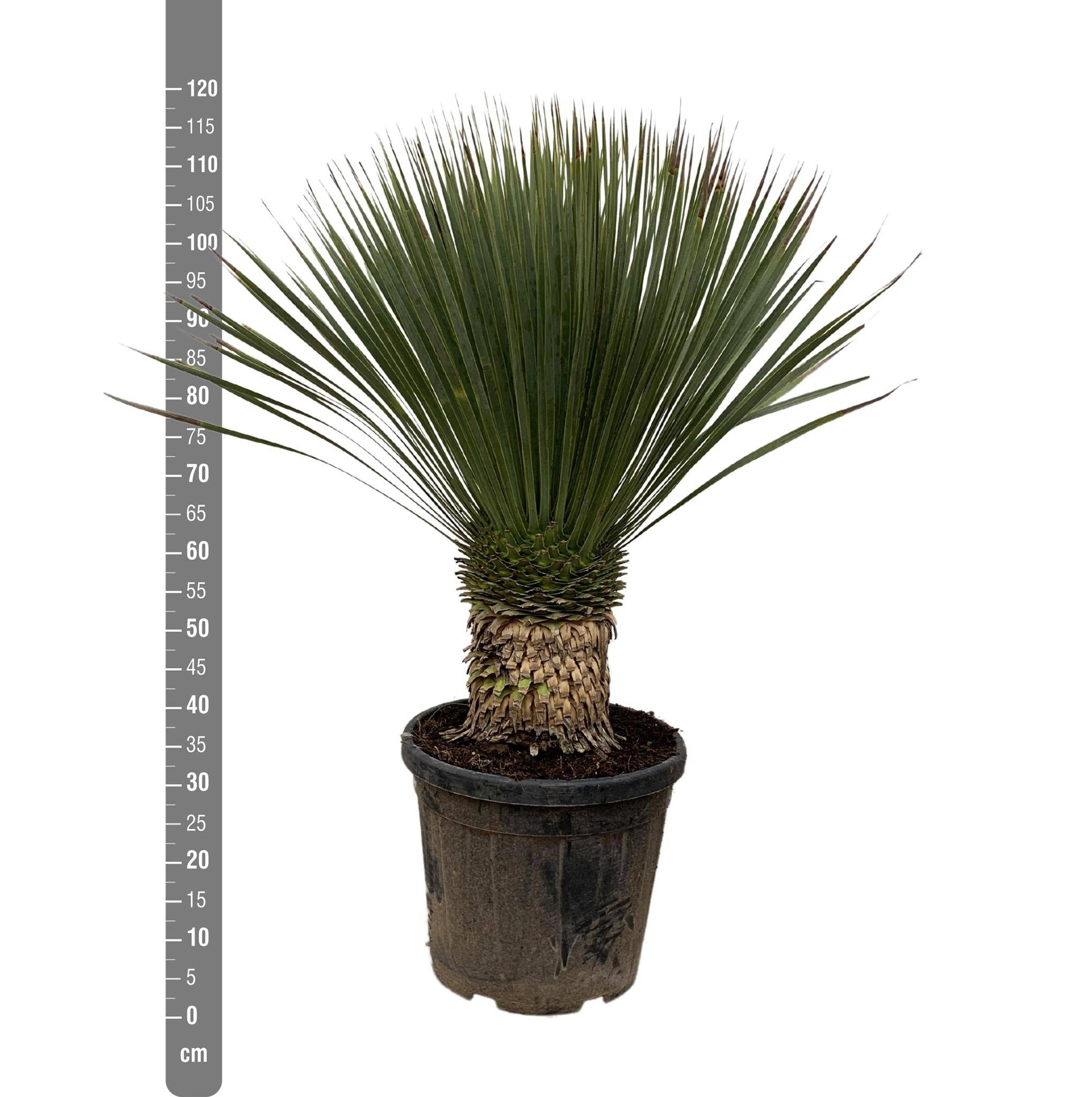 La Green Touch - Yucca Rostrata - D38 H100cm - Image 2