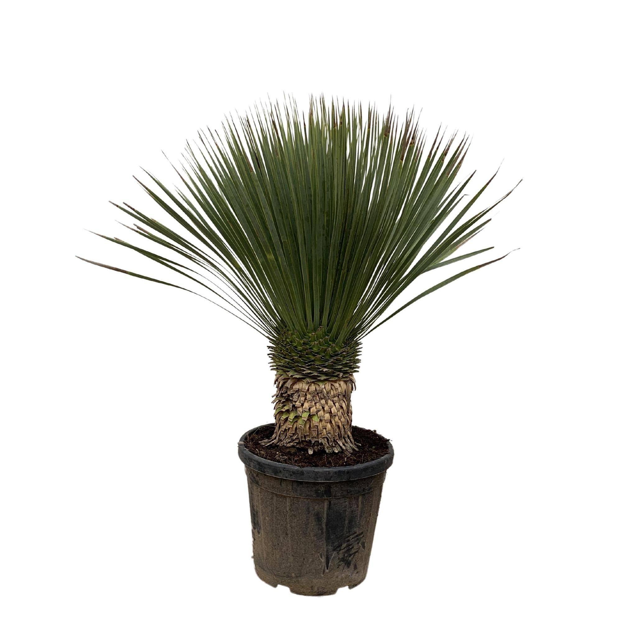 La Green Touch - Yucca Rostrata - D38 H100cm - Image 1