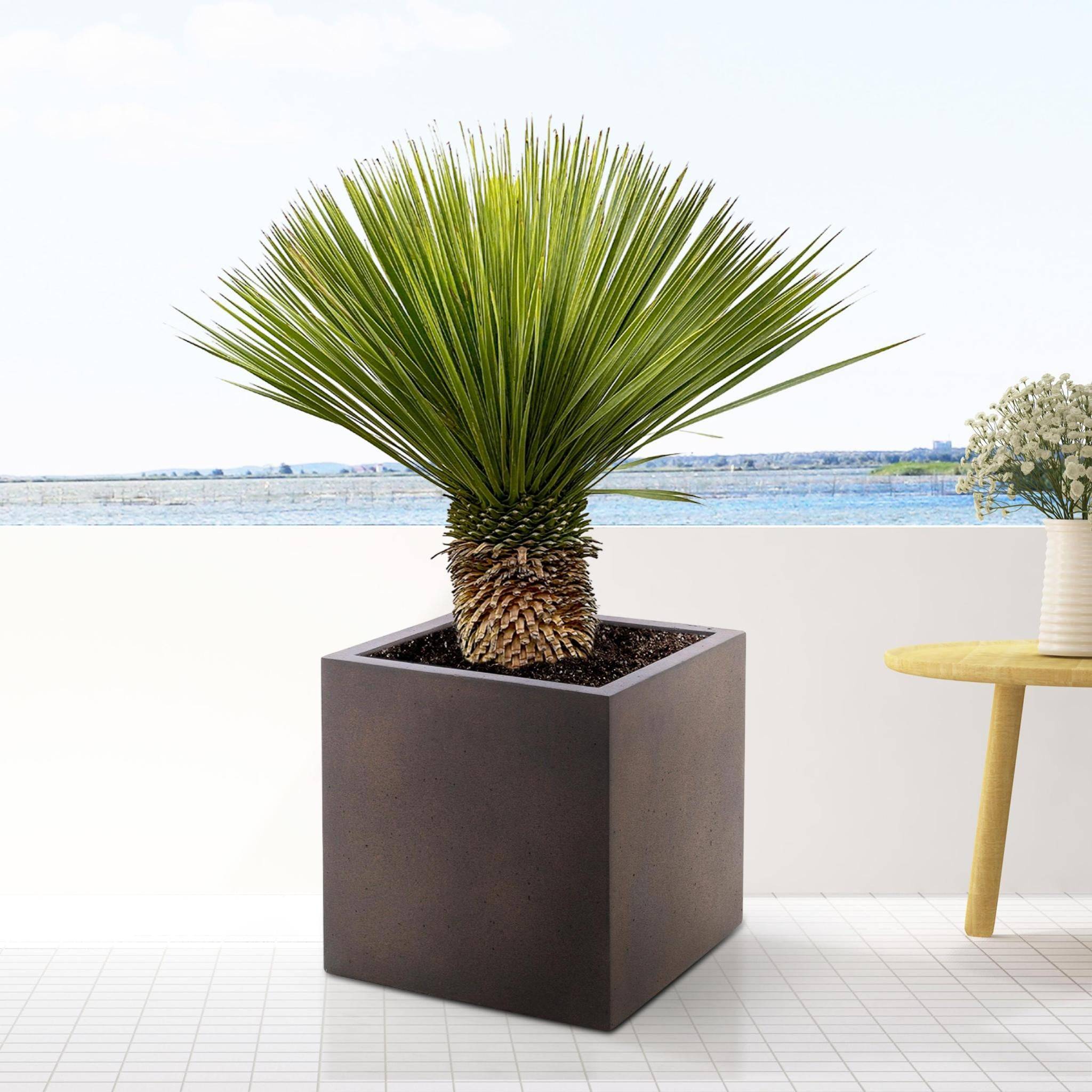 La Green Touch - Yucca Rostrata - D38 H100cm - Image 3