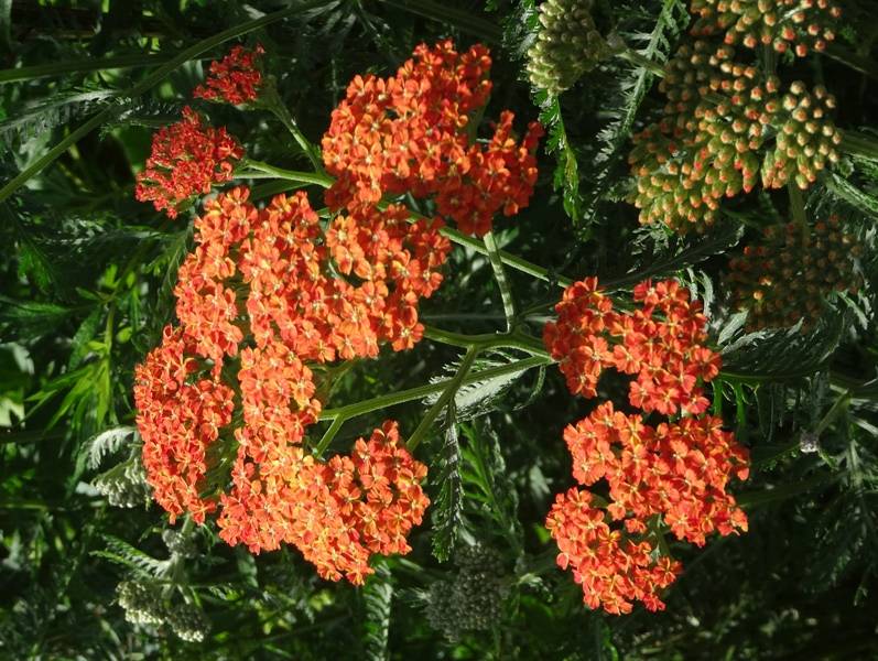 Achillée millefolium Terracotta Godet de 8/9 cm - Image 2