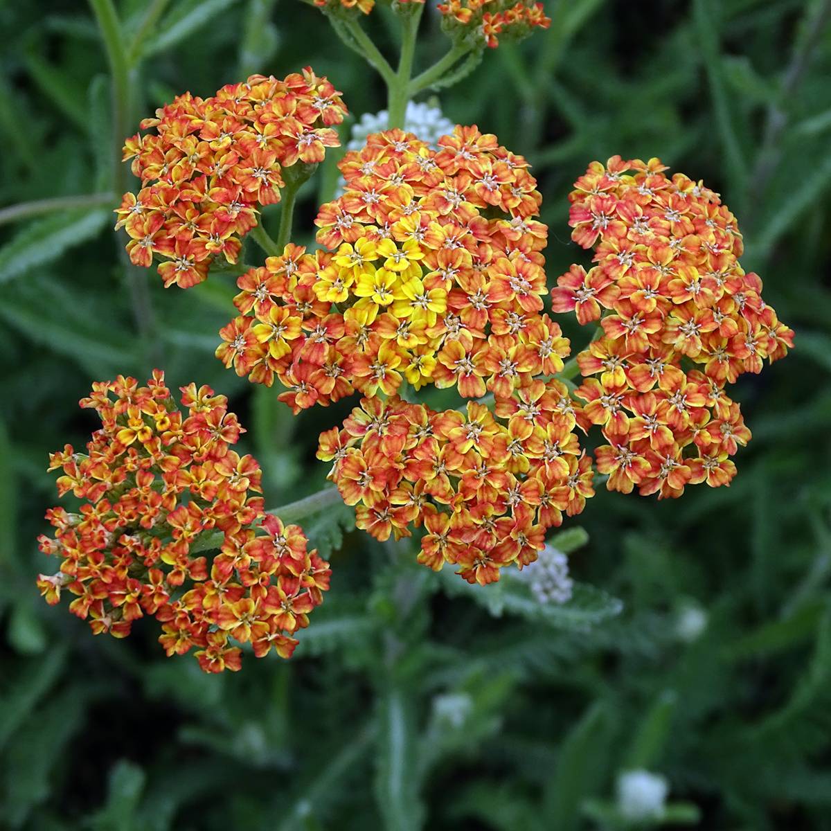 Achillée millefolium Terracotta Godet de 8/9 cm - Image 1