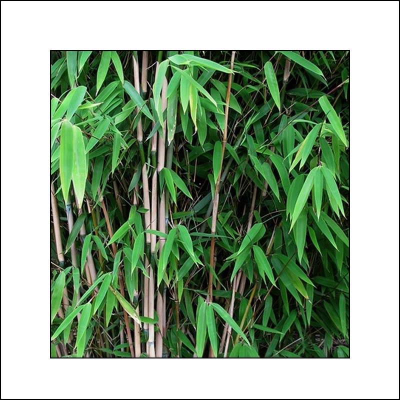 Promesse de Fleurs - Fargesia nitida Obelisk - Bambou non traçant Pot de 7,5L/10L - Image 1