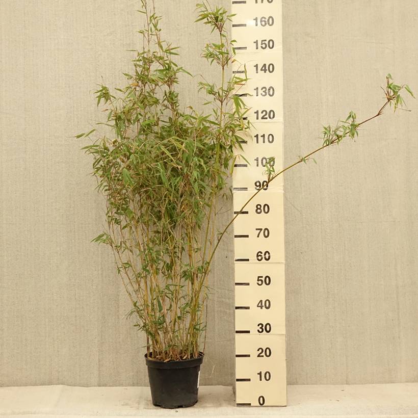 Promesse de Fleurs - Fargesia nitida Obelisk - Bambou non traçant Pot de 7,5L/10L - Image 2