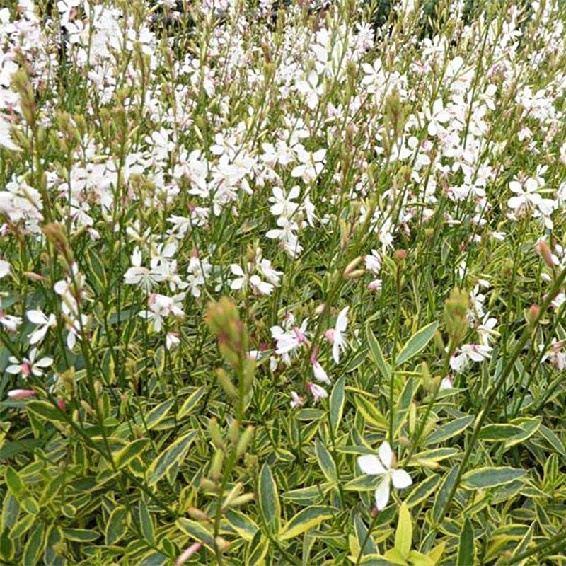 Gaura lindheimeri Corrie's Gold - Gaura de Lindheimer à feuillage panaché Godet de 8/9 cm