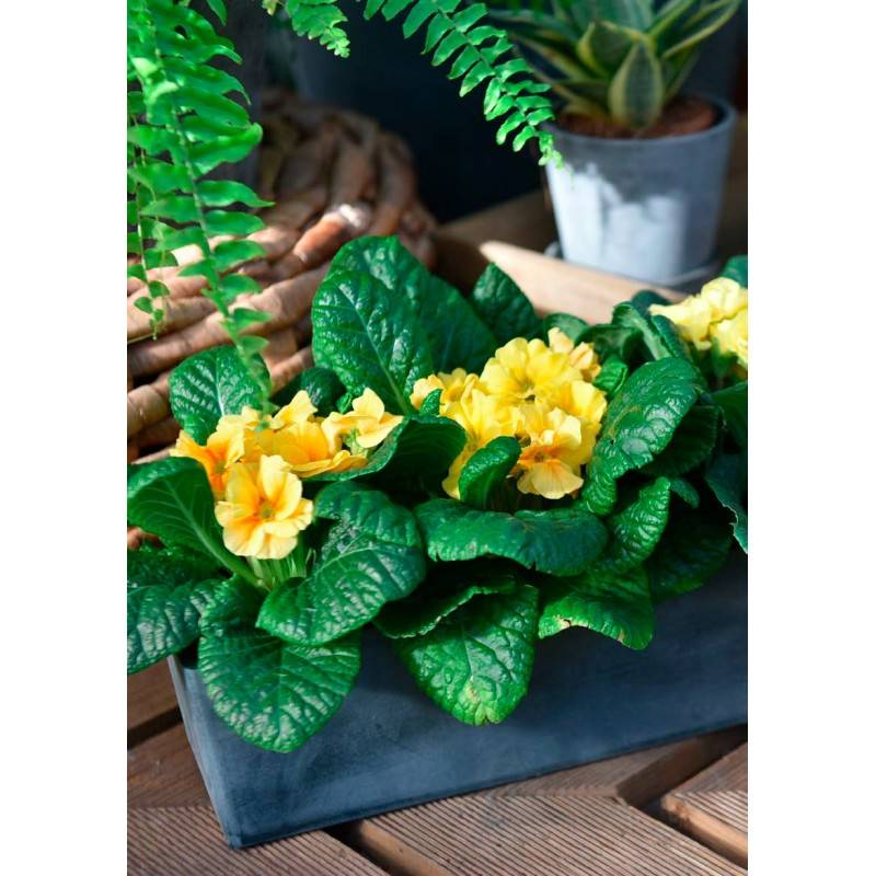 Jardinière en plastique recyclé - Gris anthracite - Novavita - Imagen 2
