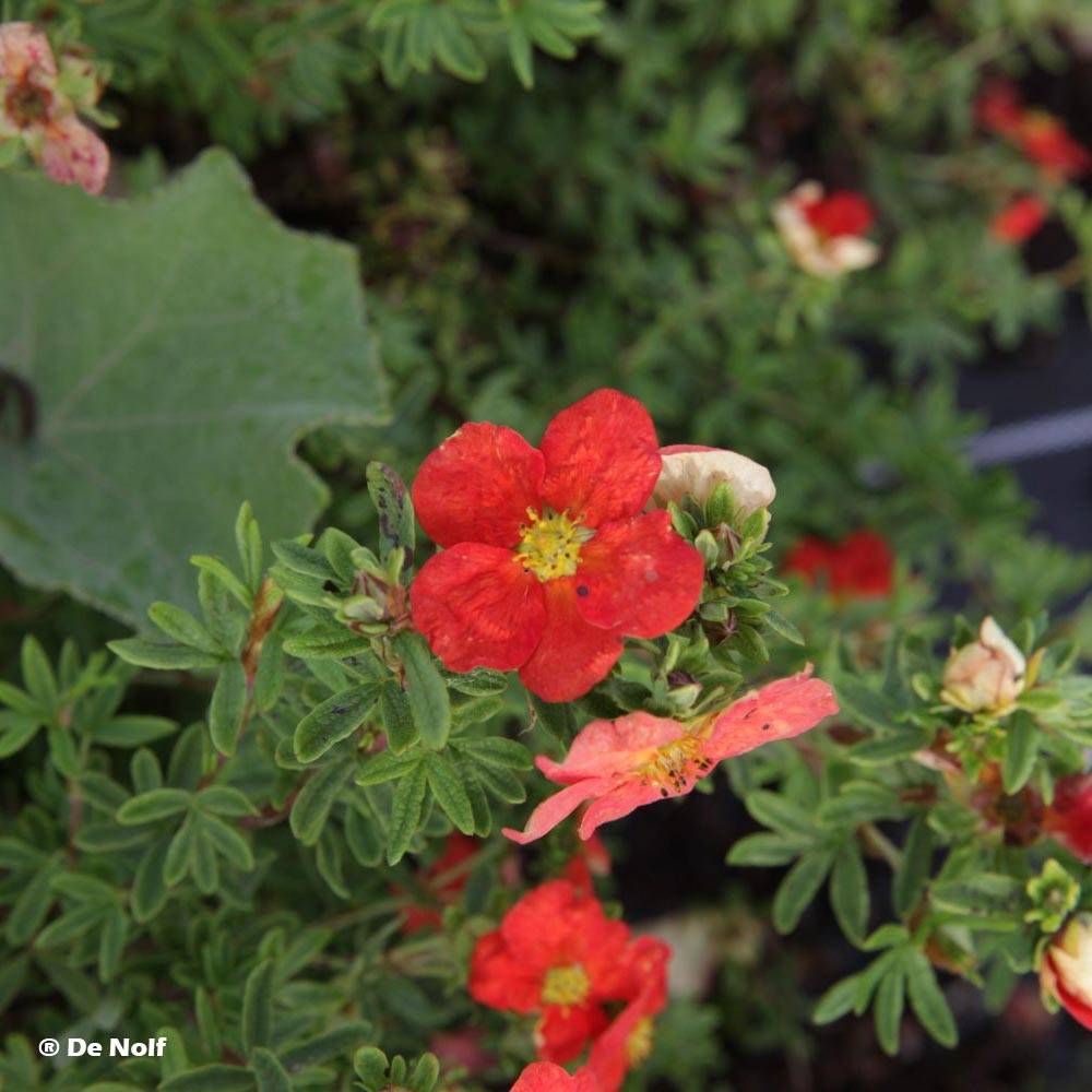 Potentilla fruticosa Marian Red Robin - Potentille arbustive Godet de 8/9 cm