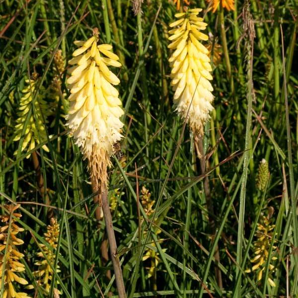 Promesse de Fleurs - Tritoma - Kniphofia Pineapple Popsicle Godet de 8/9 cm