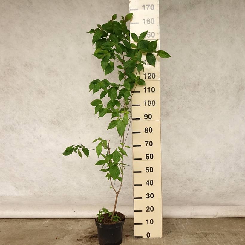 Cornus kousa Chinensis - Cornouiller de Chine Pot de 3L/4L - Image 2