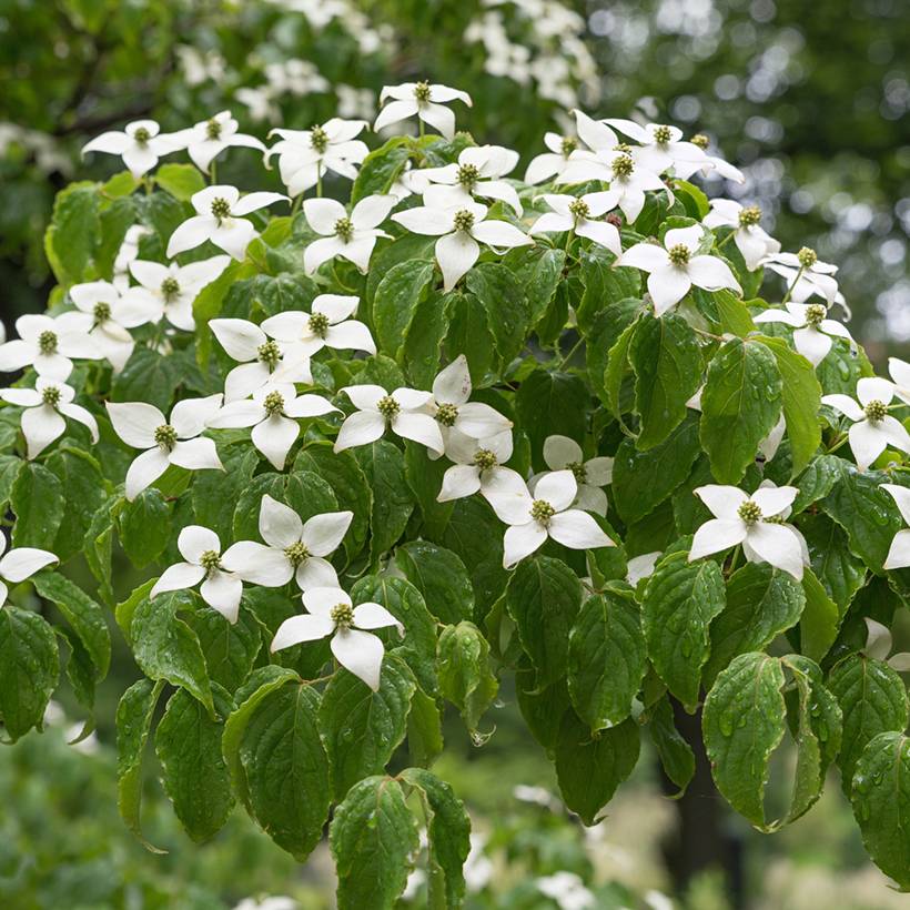 Cornus kousa Chinensis - Cornouiller de Chine Pot de 3L/4L - Image 1