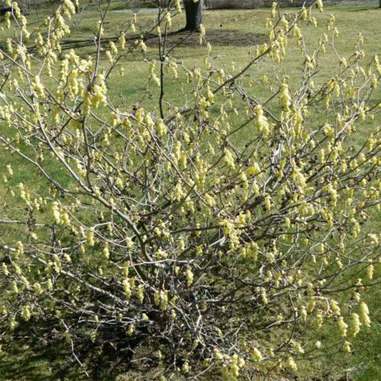 Promesse de Fleurs - Corylopsis willmottiae Spring Purple - Faux noisetier Pot de 2L/3L - Image 1