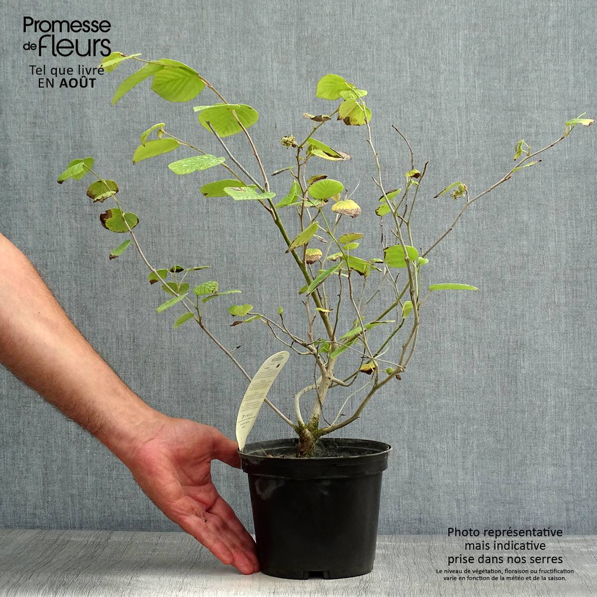 Promesse de Fleurs - Corylopsis willmottiae Spring Purple - Faux noisetier Pot de 2L/3L - Image 2