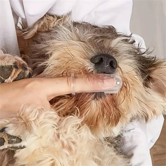 Brosse à dents de gant en silicone pour chats et chiens DtopbuyAge - Image 2