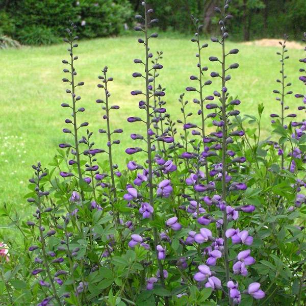 Promesse de Fleurs - Lupin indigo - Baptisia Purple Smoke Godet de 8/9 cm