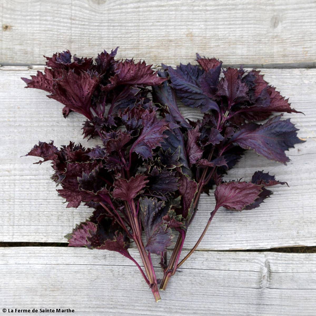 Périlla Rouge ou Shiso Bio - Ferme de Sainte Marthe le sachet de 250 ...