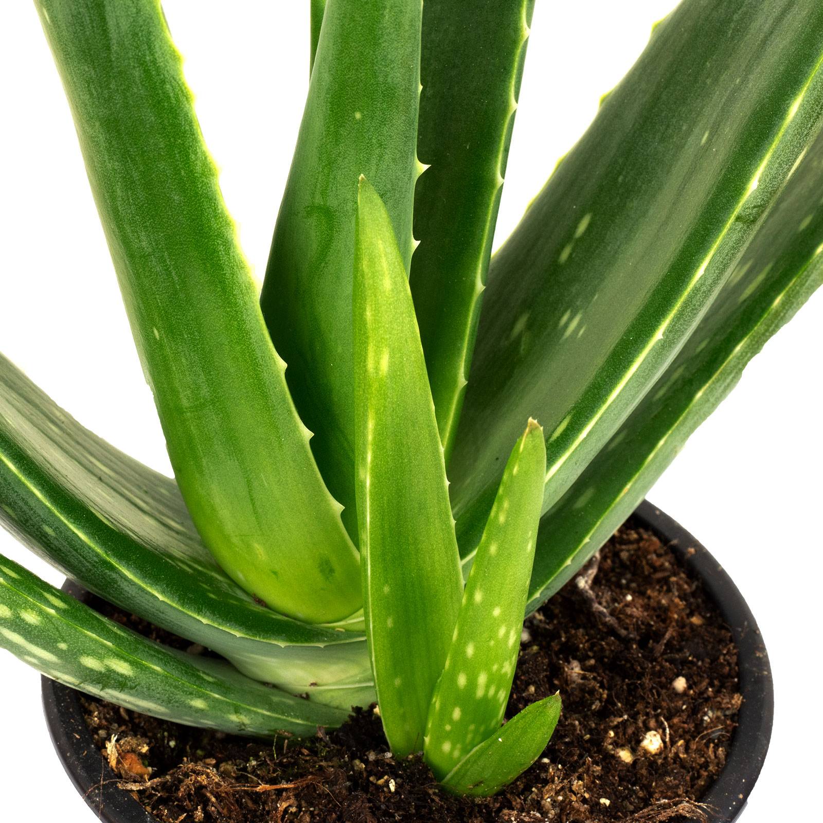 Aloe vera - plante d'intérieur facile d'entretien - hauteur env. 35 cm, pot-Ø 12 cm - Image 2