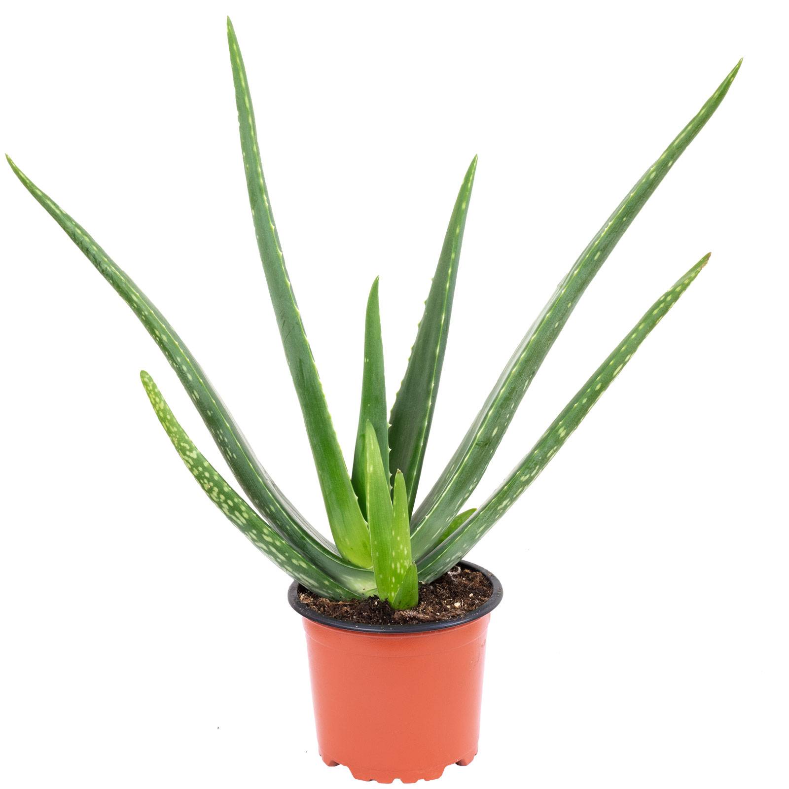 Aloe vera - plante d'intérieur facile d'entretien - hauteur env. 35 cm, pot-Ø 12 cm - Image 1
