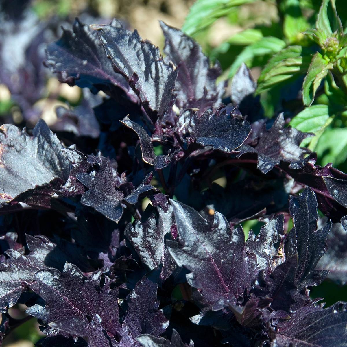 Basilic Purple Ruffles pourpre le sachet de 100 graines environ (0,15g)