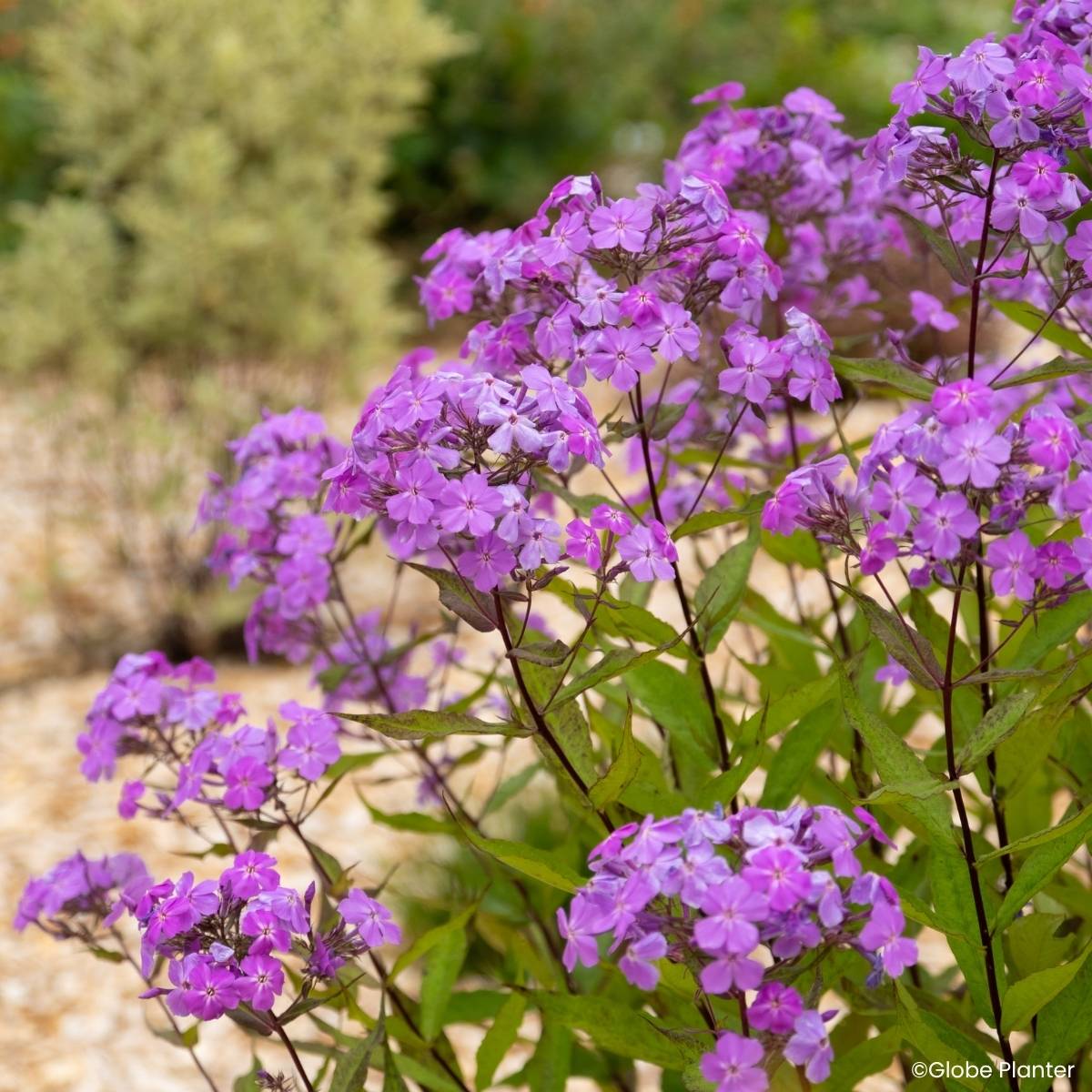 Promesse de Fleurs - Phlox Queen Paola Pot de 3L/4L