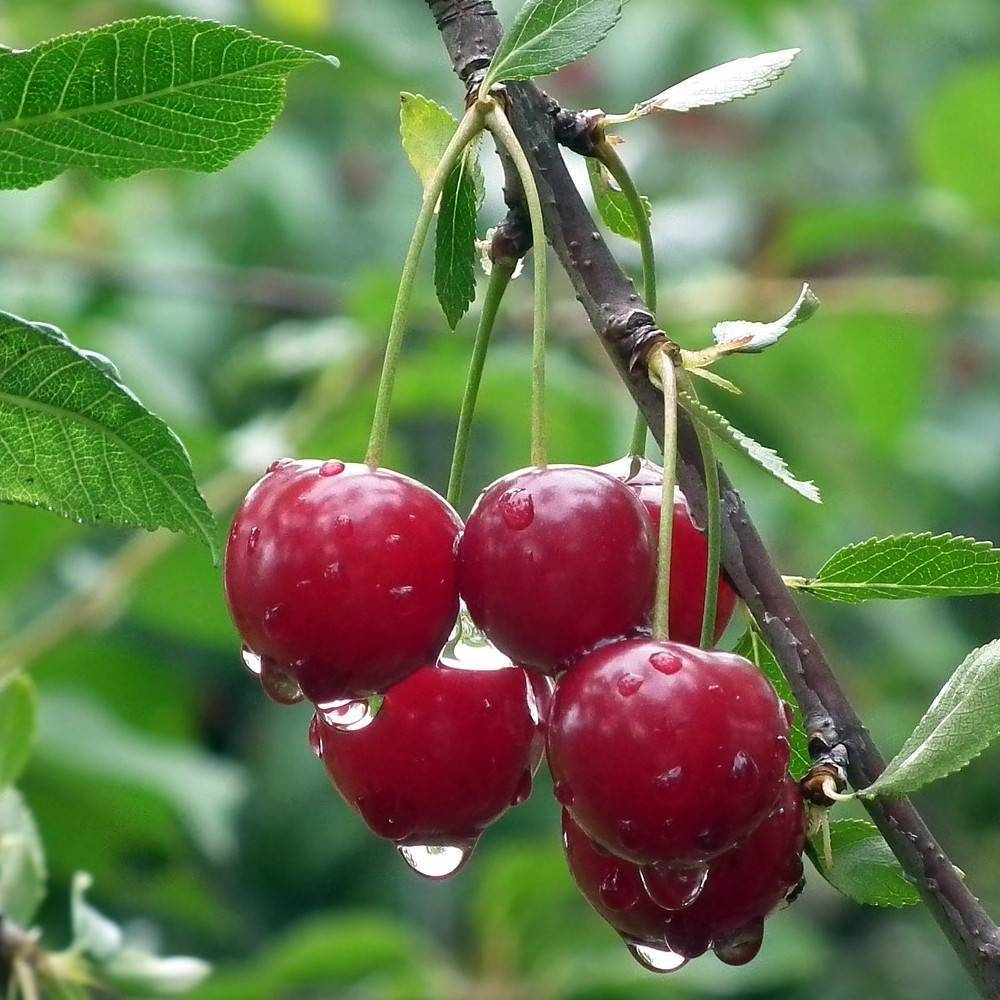Cerisier nain pleureur Griotella® 'Frumi' - Bon rendement - Pot de 7,5L - 40/60 cm - De 1,00 m à 1,50 m - Image 1