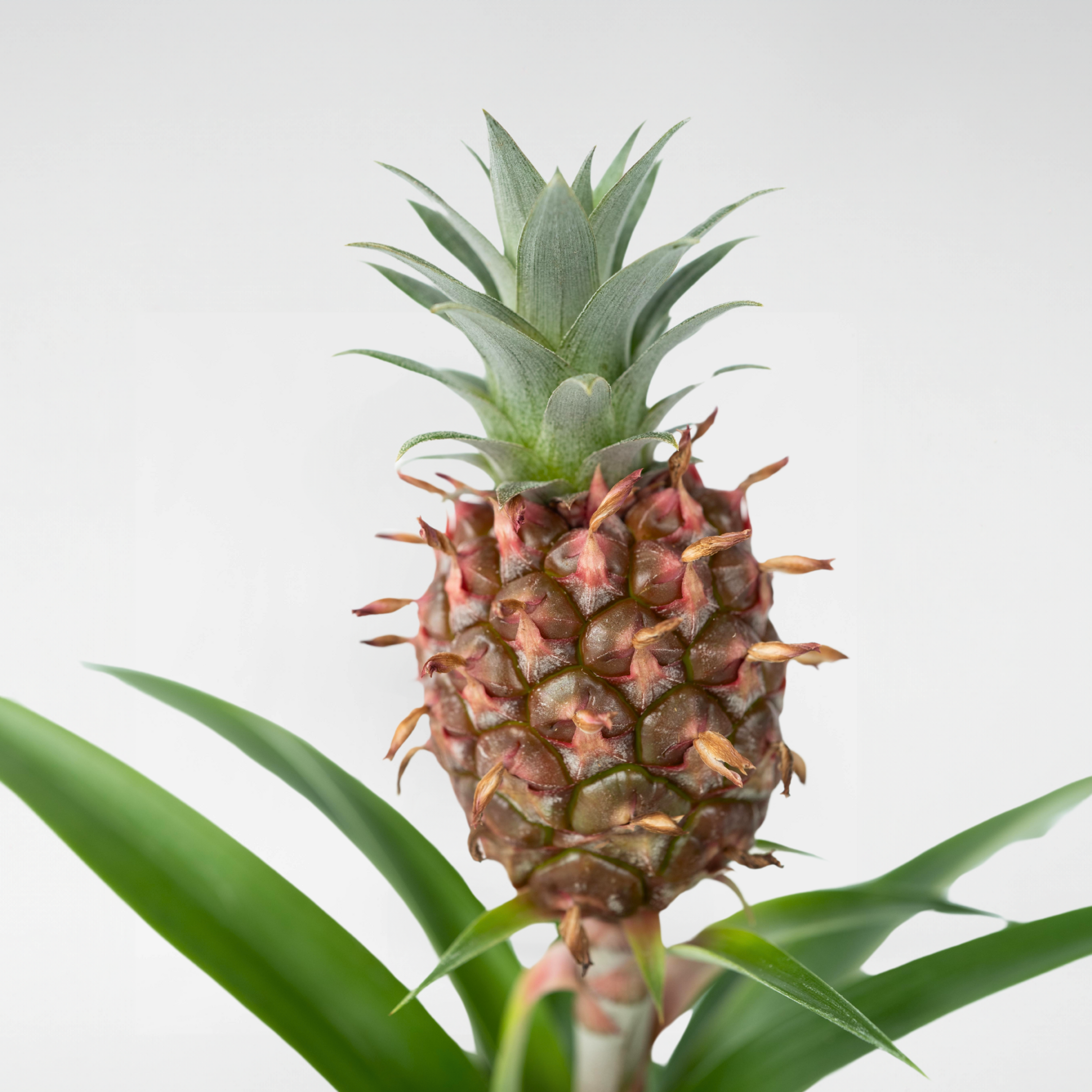 Plant In A Box - Ananas d'ornement - Ananas comosus 'Mi Amigo' - Hauteur 35-45cm - ⌀12cm - Image 5