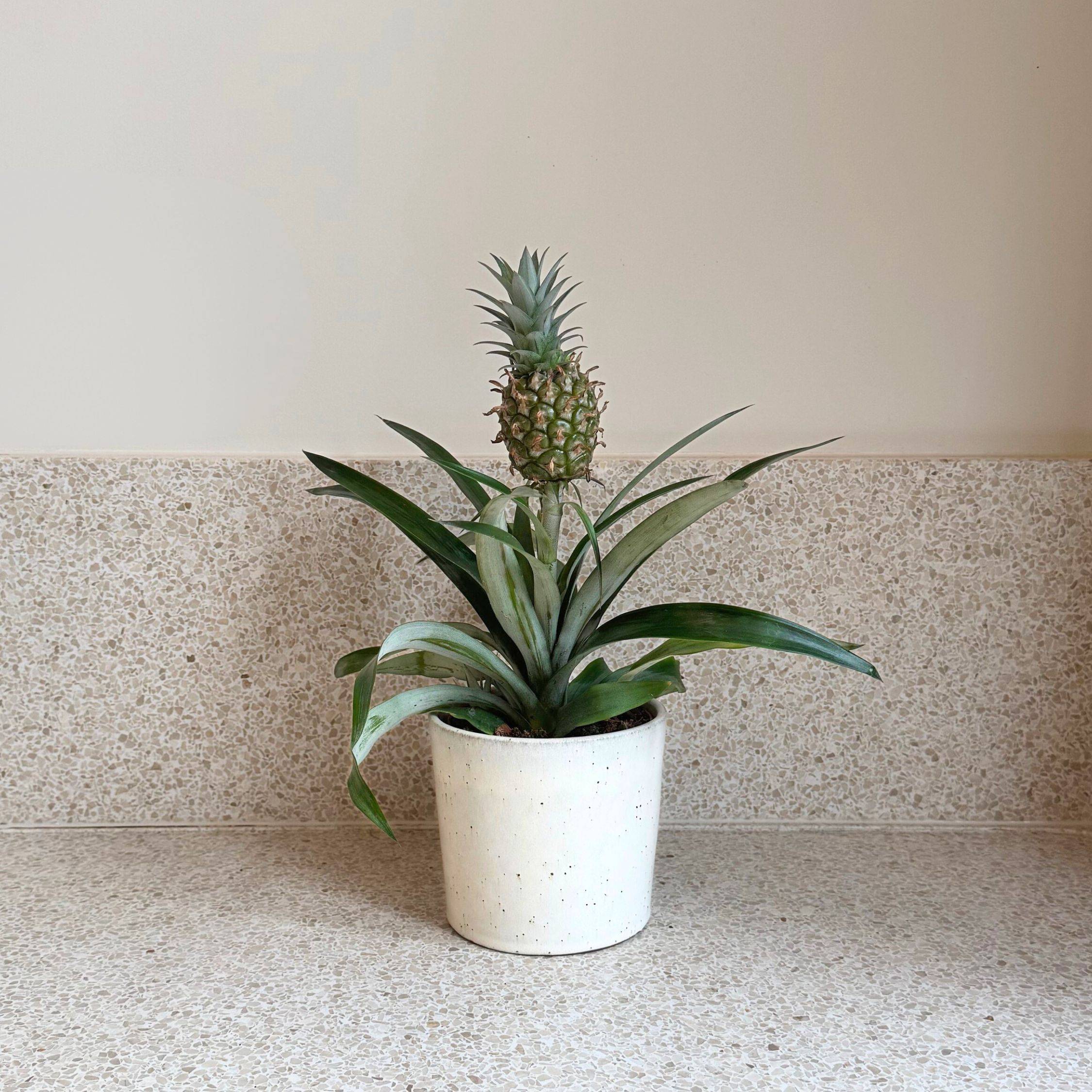 Plant In A Box - Ananas d'ornement - Ananas comosus 'Mi Amigo' - Hauteur 35-45cm - ⌀12cm - Image 2