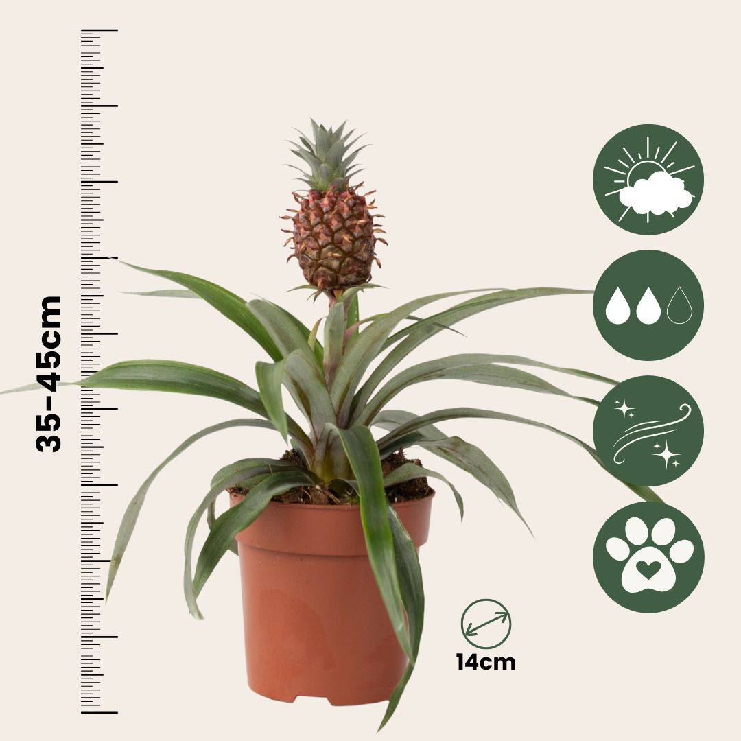 Plant In A Box - Ananas d'ornement - Ananas comosus 'Mi Amigo' - Hauteur 35-45cm - ⌀12cm - Image 6