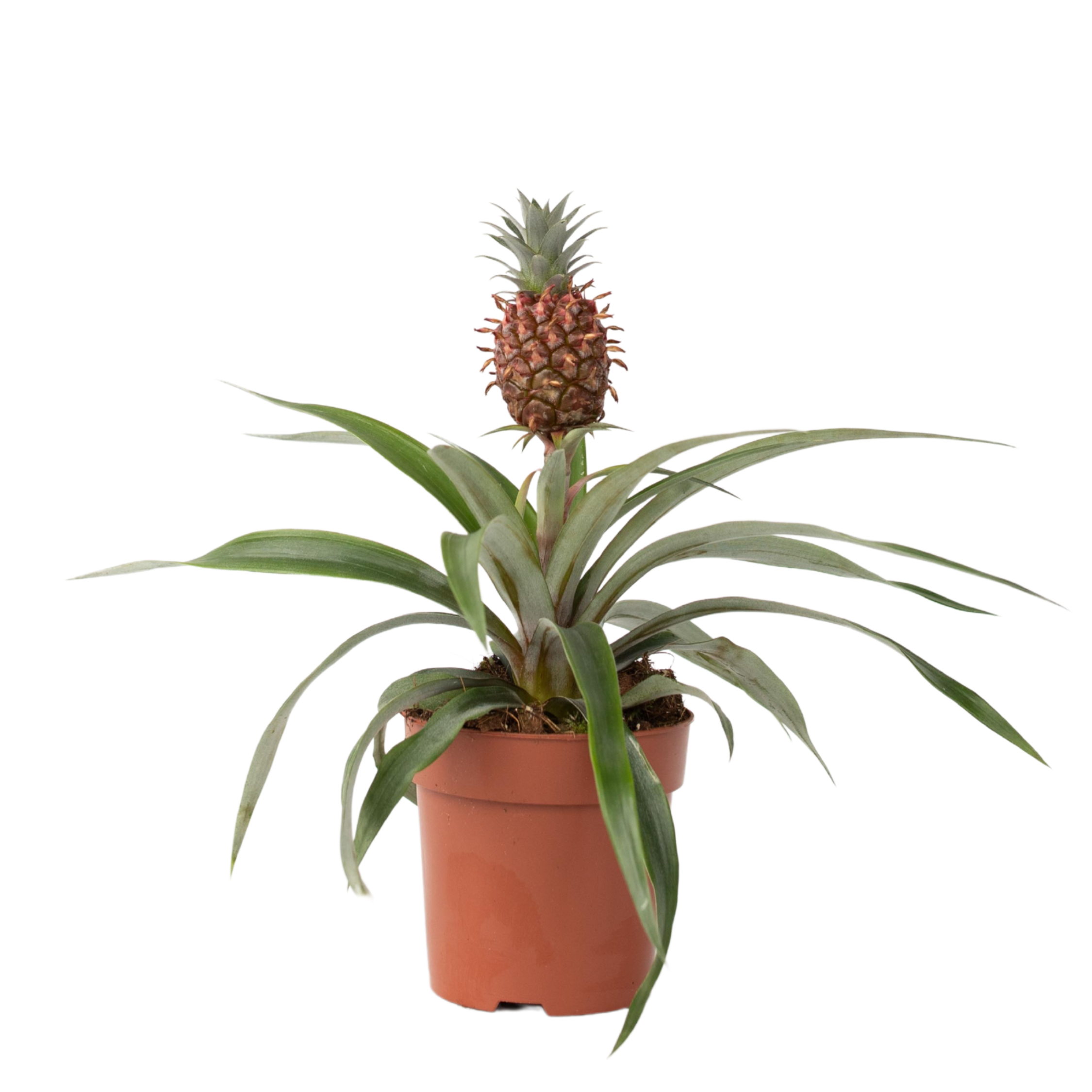 Plant In A Box - Ananas d'ornement - Ananas comosus 'Mi Amigo' - Hauteur 35-45cm - ⌀12cm