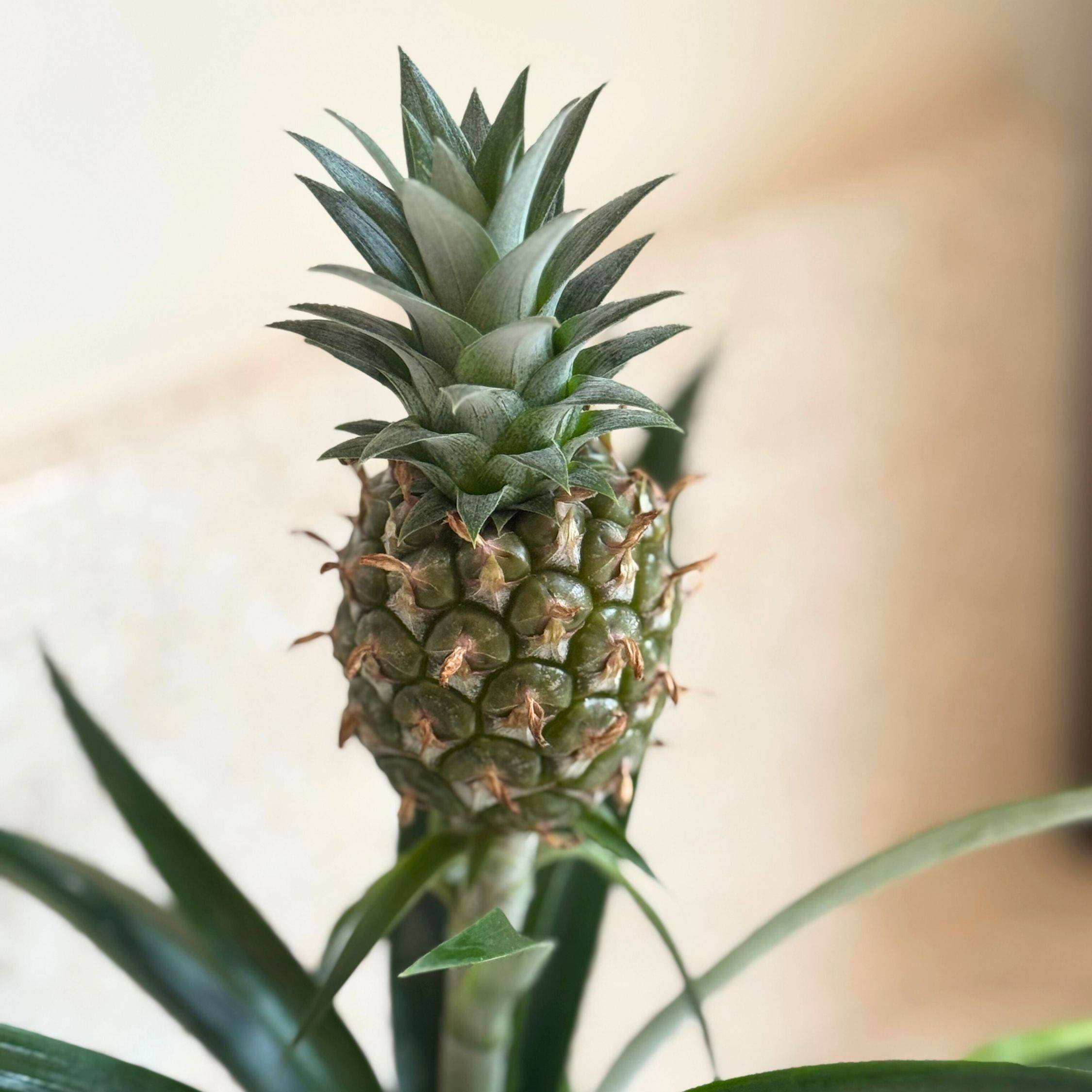 Plant In A Box - Ananas d'ornement - Ananas comosus 'Mi Amigo' - Hauteur 35-45cm - ⌀12cm - Image 4