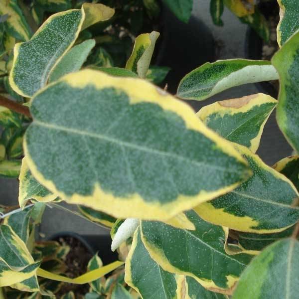 Promesse de Fleurs - Elaeagnus ebbingei Gilt Edge - Chalef Pot de 3L/4L