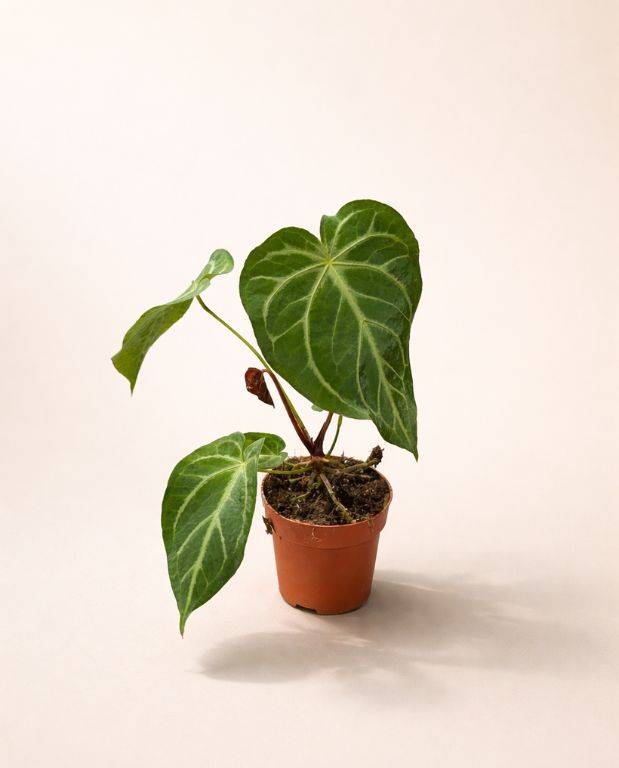 Anthurium Magnificum D. 12cm H. 25cm - Plante d'intérieur - IndoorPoppies