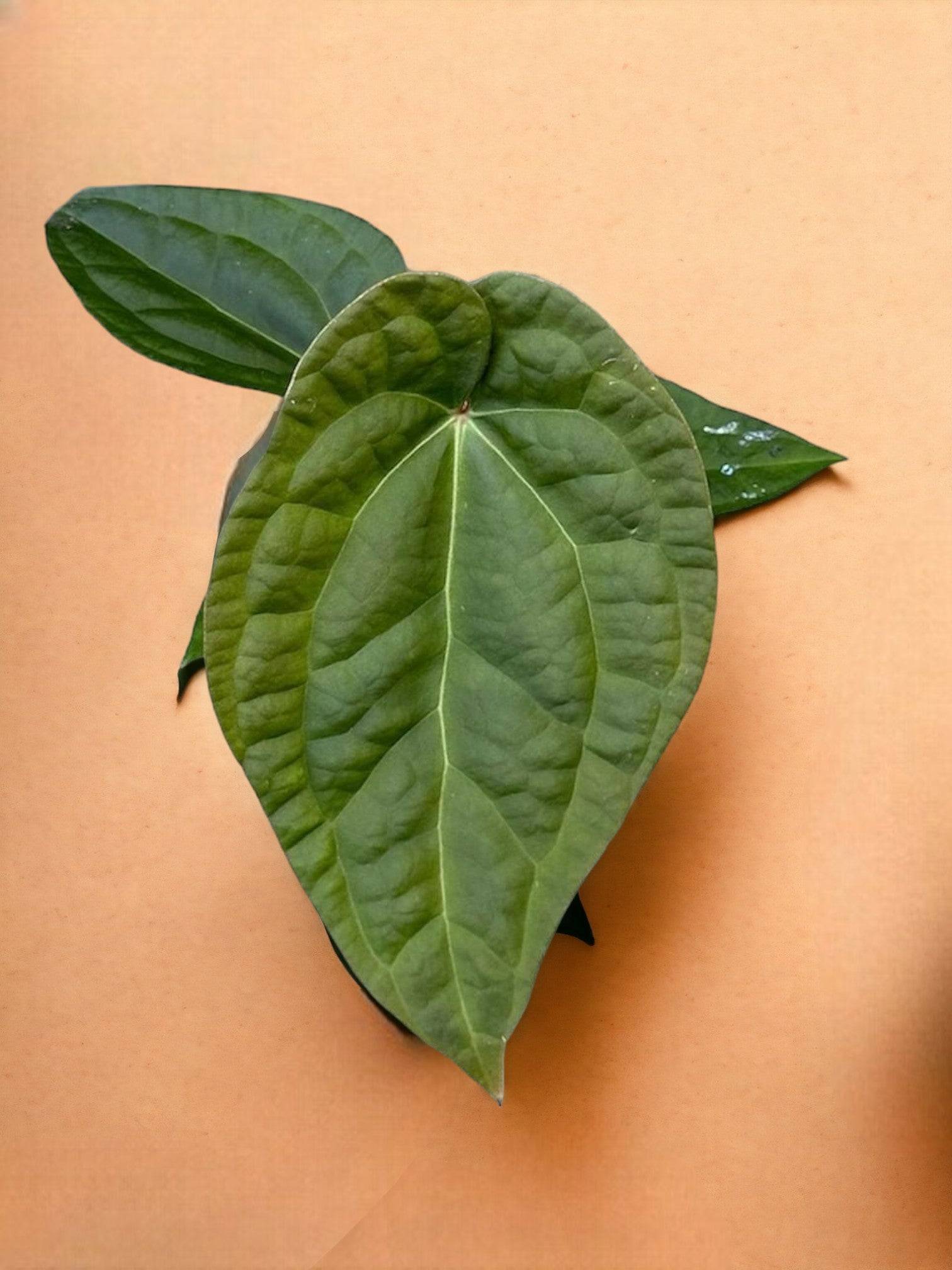 Anthurium Crystallinum X Luxurians- La Green Touch
