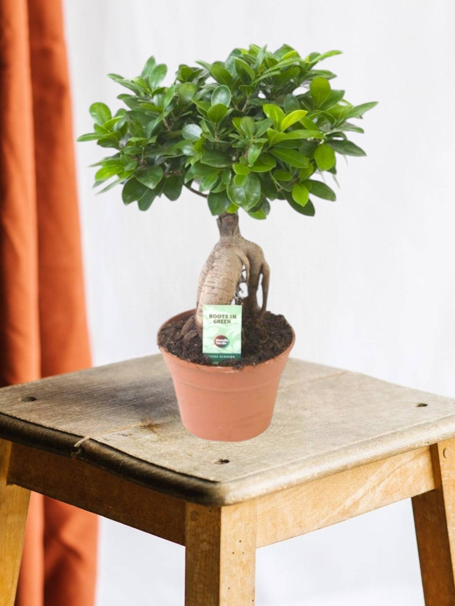 Ficus Microcarpa Ginseng 40cm - Plante d'intérieur- La Green Touch - Image 2
