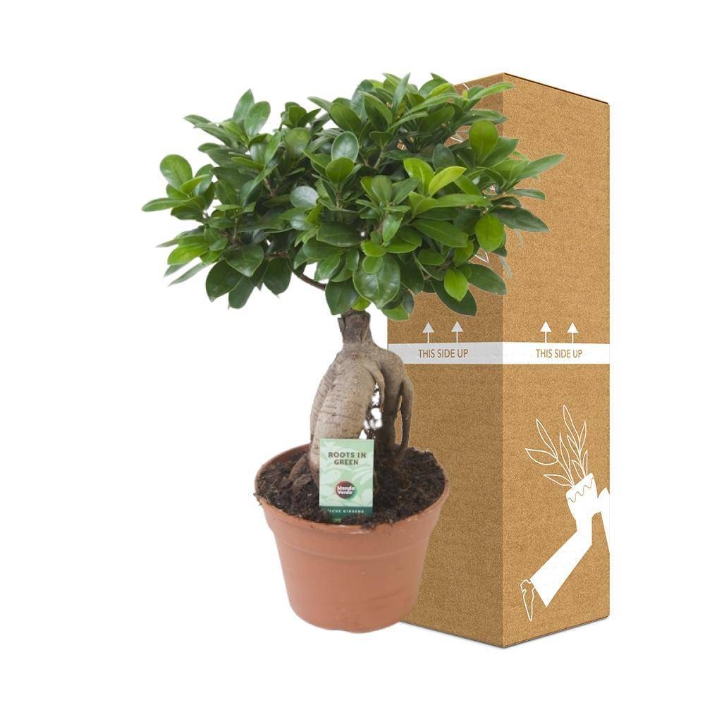 Ficus Microcarpa Ginseng 40cm - Plante d'intérieur- La Green Touch - Image 6